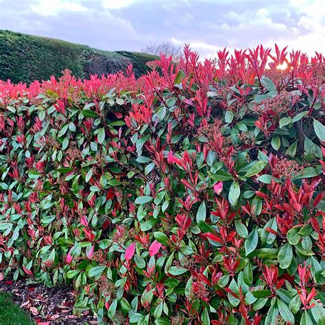 Photinia Red Robin .